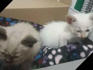 Gato raça Siamês  idade Abaixo de 2 meses nome Não tem nome 