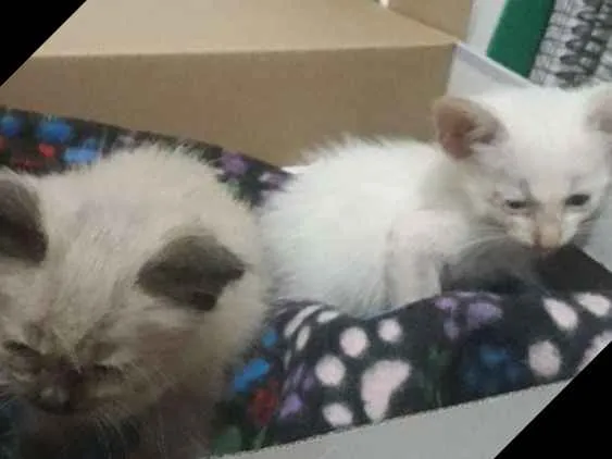 Gato raça Siamês  idade Abaixo de 2 meses nome Não tem nome 