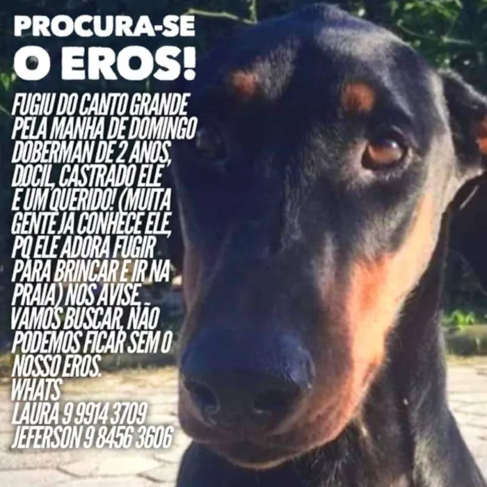 Cachorro ra a Doberman idade 2 anos nome Eros