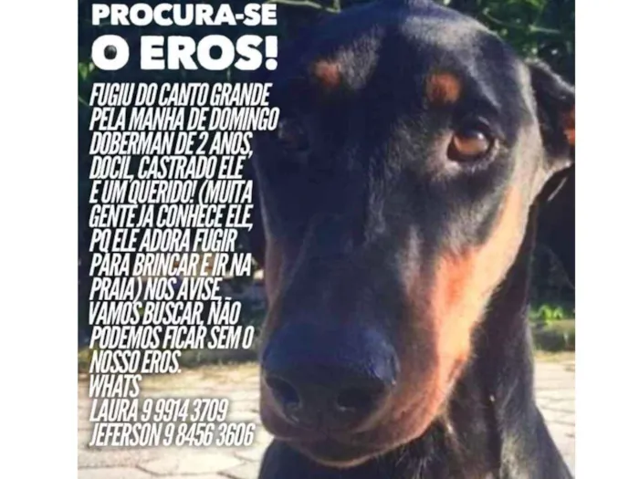 Cachorro ra a Doberman idade 2 anos nome Eros