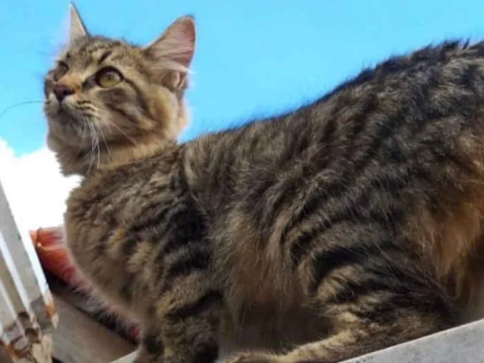 Gato ra a SRD idade 2 a 6 meses nome Sem nome 