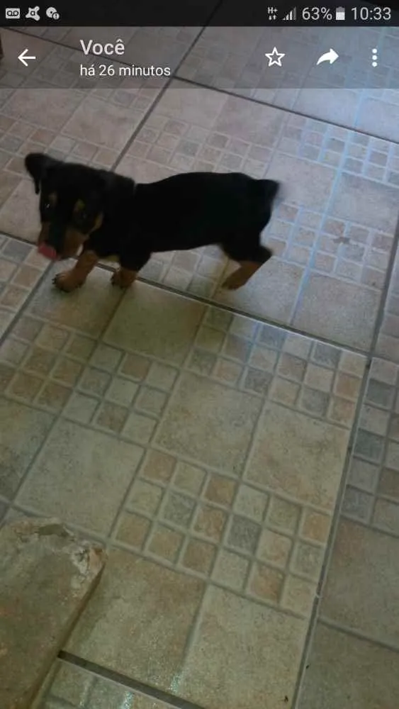 Cachorro raça  idade 2 a 6 meses nome Baby