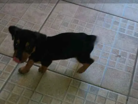 Cachorro raça  idade 2 a 6 meses nome Baby