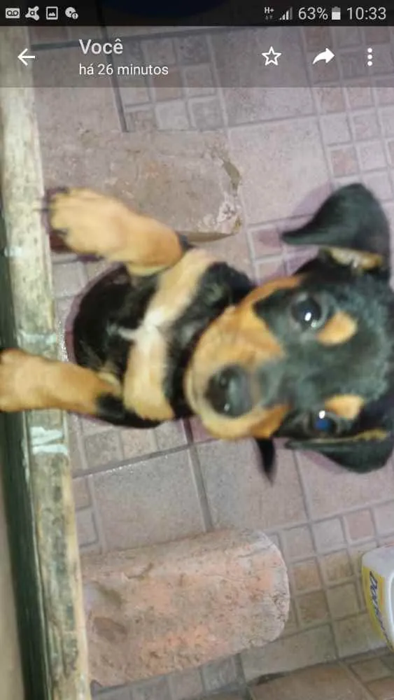 Cachorro raça  idade 2 a 6 meses nome Baby