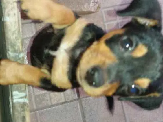 Cachorro raça  idade 2 a 6 meses nome Baby