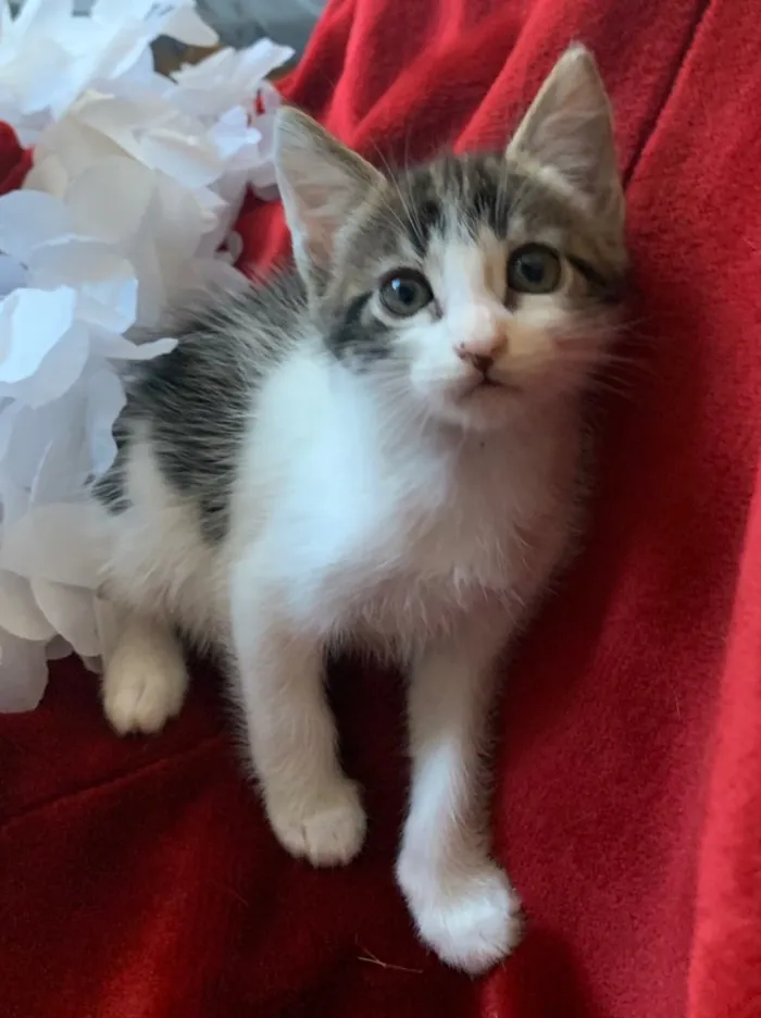 Gato ra a SRD idade 2 a 6 meses nome ZÍPER
