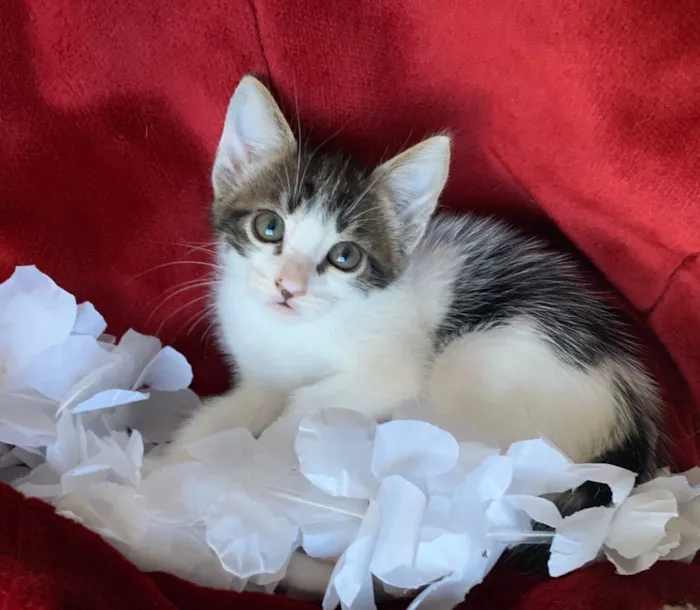 Gato ra a SRD idade 2 a 6 meses nome ZÍPER