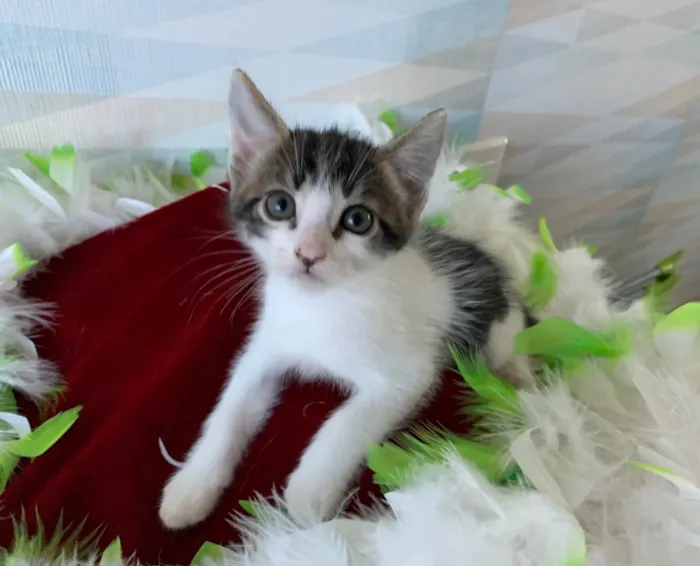 Gato ra a SRD idade 2 a 6 meses nome ZÍPER