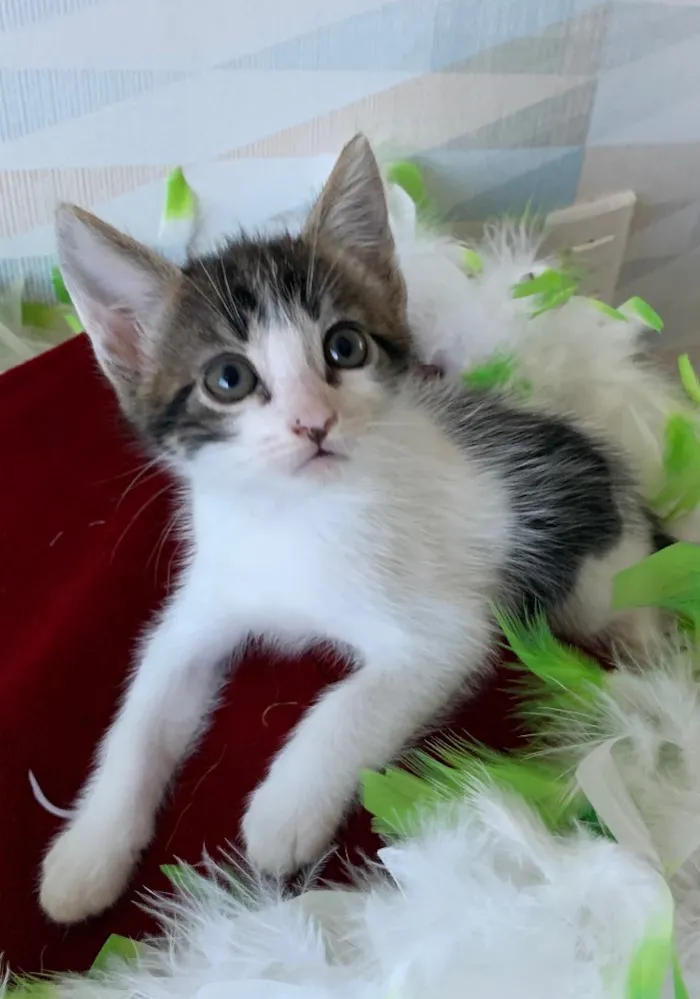 Gato ra a SRD idade 2 a 6 meses nome ZÍPER