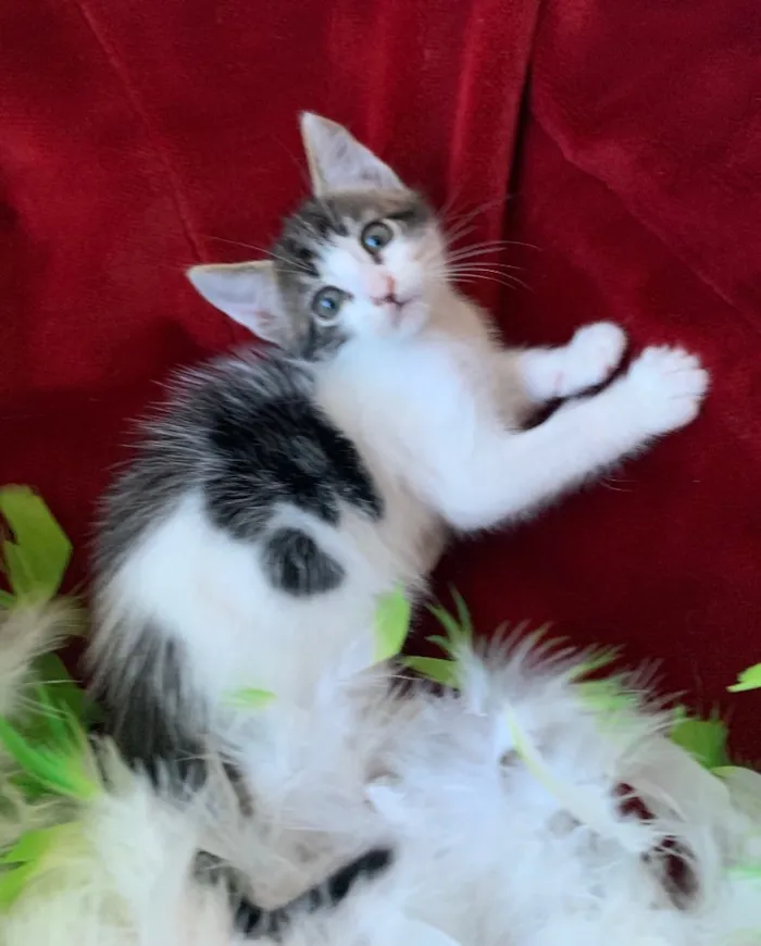 Gato ra a SRD idade 2 a 6 meses nome ZÍPER