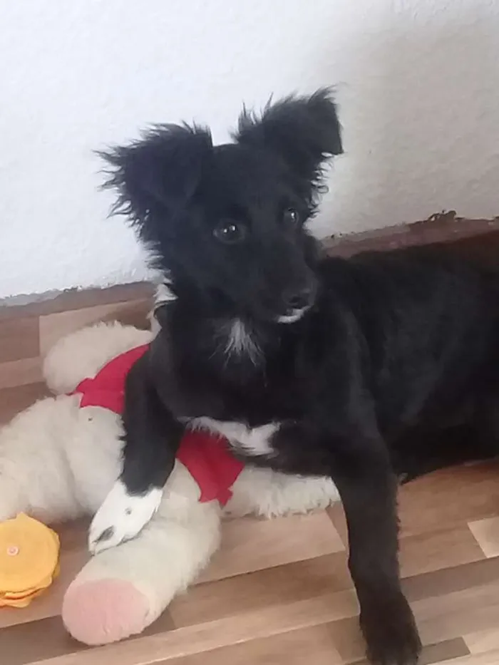 Cachorro ra a Sem raça definida idade 1 ano nome Pingo