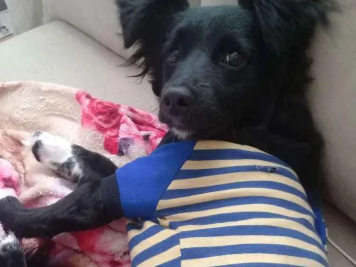 Cachorro ra a Sem raça definida idade 1 ano nome Pingo