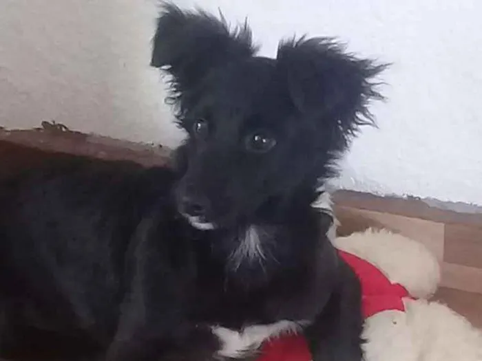 Cachorro ra a Sem raça definida idade 1 ano nome Pingo