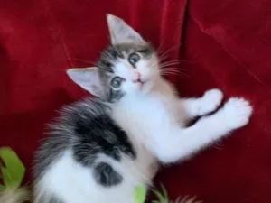 Gato raça SRD idade 2 a 6 meses nome ZÍPER