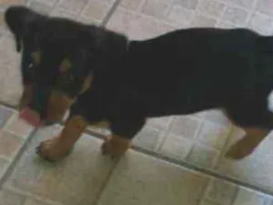 Cachorro raça  idade 2 a 6 meses nome Baby