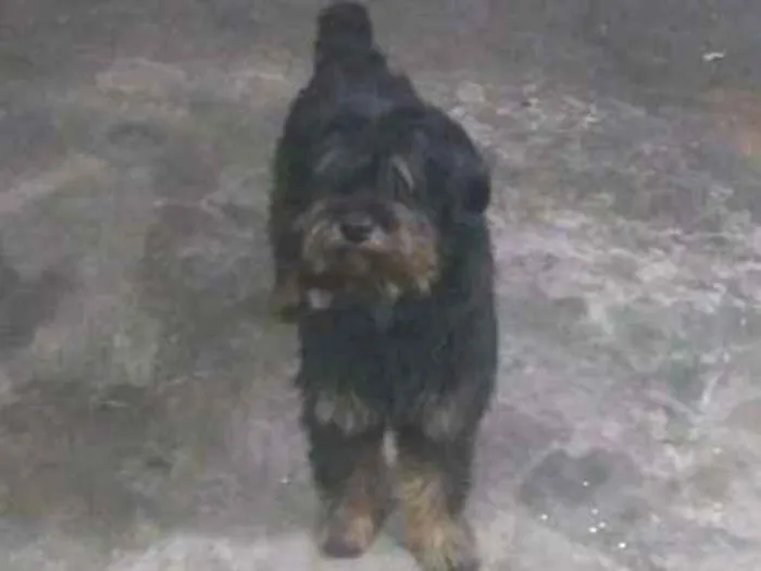 Cachorro raça sheep dog idade 6 ou mais anos nome Chanel