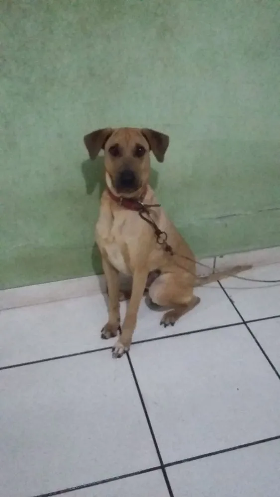 Cachorro raça Rotwalle com charpey idade 1 ano nome Max