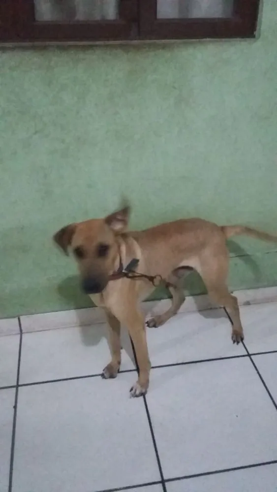 Cachorro raça Rotwalle com charpey idade 1 ano nome Max