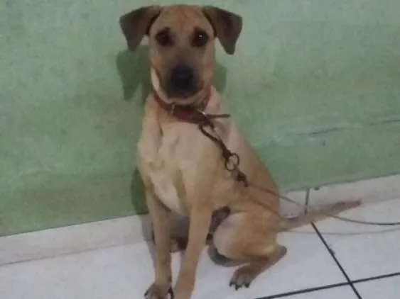 Cachorro raça Rotwalle com charpey idade 1 ano nome Max