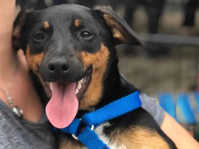 Cachorro raça SRD idade 7 a 11 meses nome Pudim