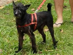 Cachorro raça srd idade 3 anos nome Bolt