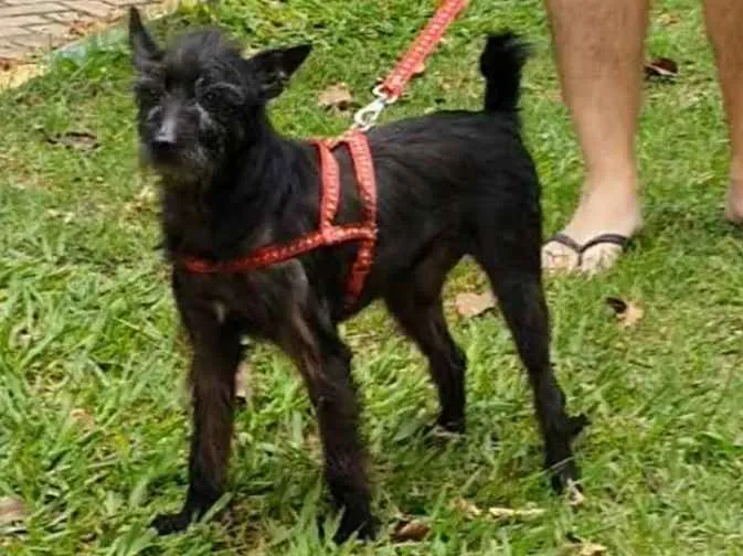Cachorro ra a srd idade 3 anos nome Bolt