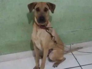 Cachorro raça Rotwalle com charpey idade 1 ano nome Max