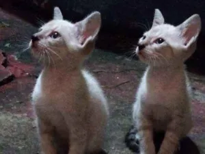 Gato raça Siamês idade 2 a 6 meses nome Marlene, Naeun, Chen