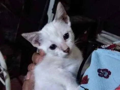 Gato ra a Siamês idade 2 a 6 meses nome Marlene, Naeun, Chen