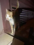 Thomas