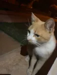 Thomas