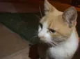 Thomas