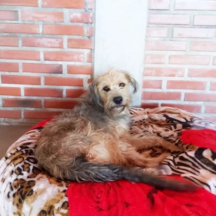 Cachorro ra a SRD idade 2 anos nome Nairóbi