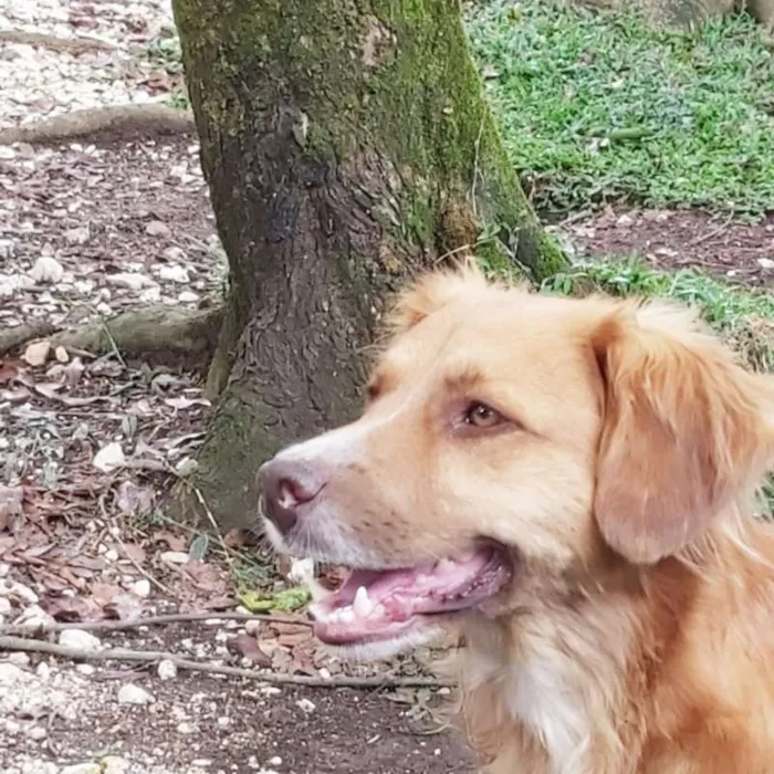 Cachorro ra a srd idade 1 ano nome Caramelo