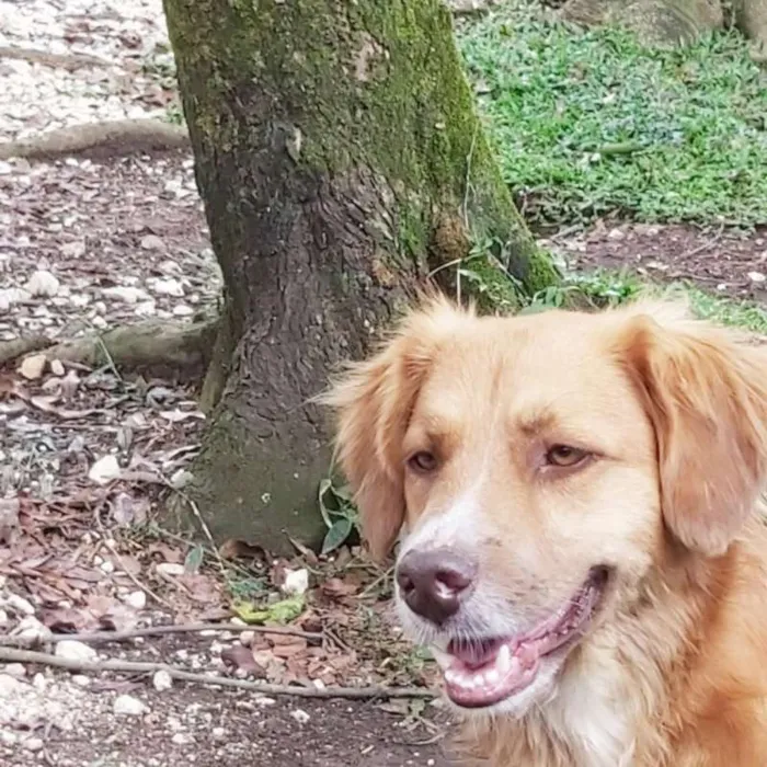 Cachorro ra a srd idade 1 ano nome Caramelo