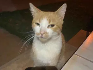 Gato raça Vira-Lata idade 1 ano nome Thomas