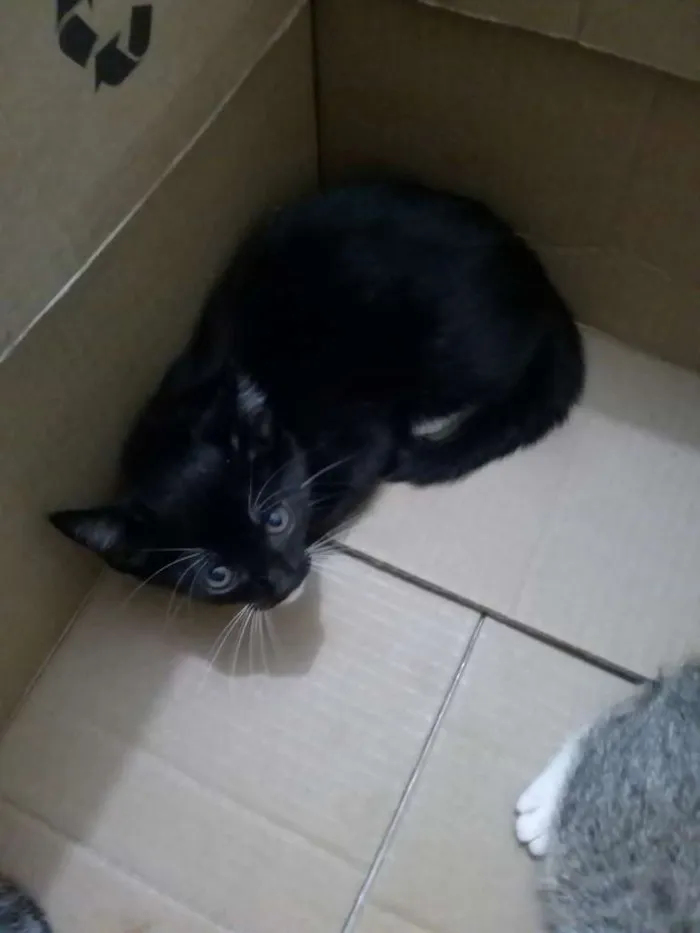 Gato ra a  idade Abaixo de 2 meses nome Sem nome