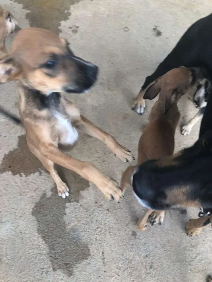 Cachorro raça Mista  idade 2 a 6 meses nome Sem nome 