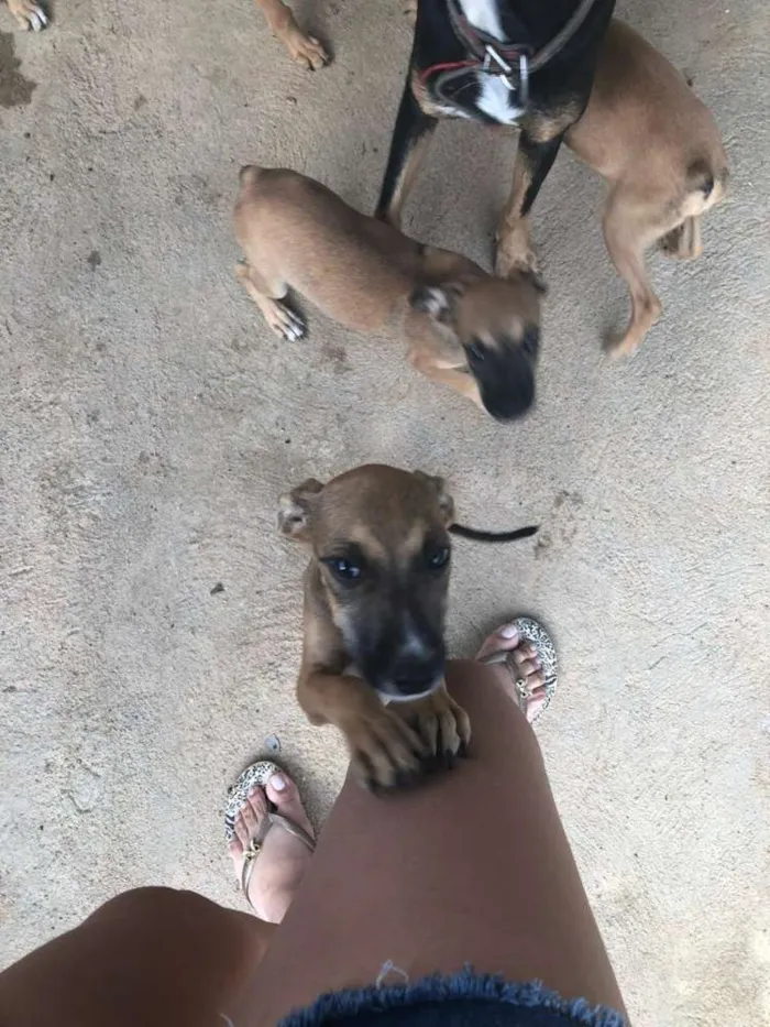 Cachorro raça Mista  idade 2 a 6 meses nome Sem nome 