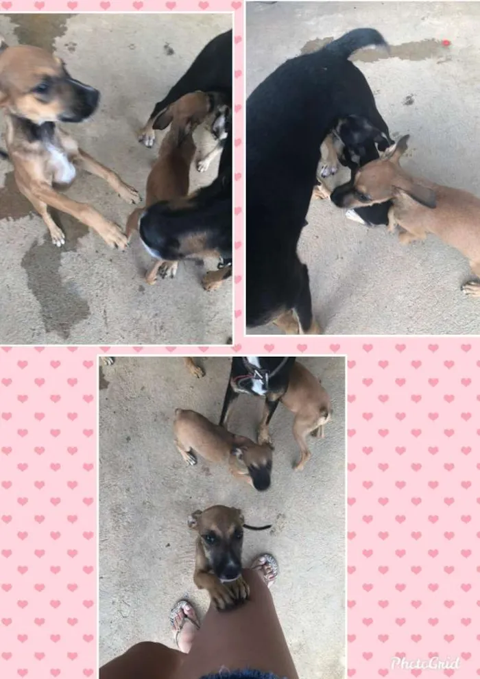 Cachorro raça Mista  idade 2 a 6 meses nome Sem nome 