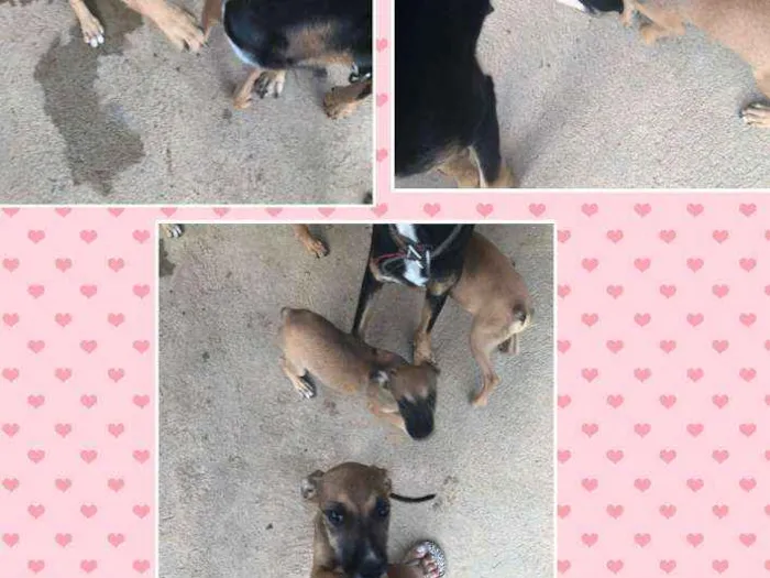 Cachorro raça Mista  idade 2 a 6 meses nome Sem nome 
