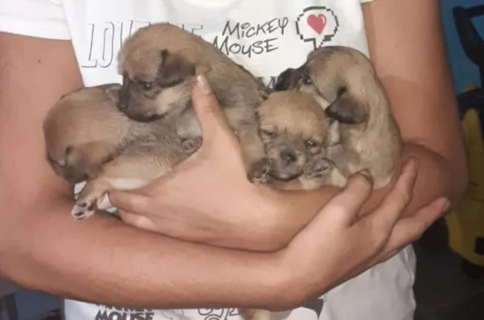Cachorro ra a misturado idade Abaixo de 2 meses nome não tem