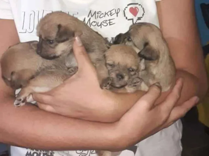 Cachorro ra a misturado idade Abaixo de 2 meses nome não tem