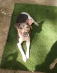 Bibi