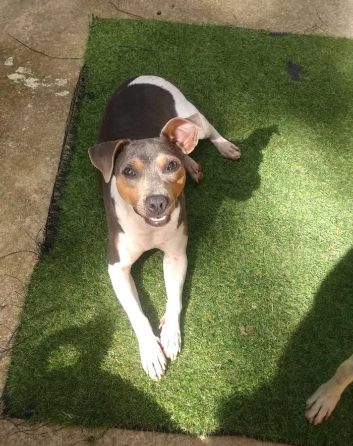 Cachorro ra a Fox paulistinha idade 1 ano nome Bibi