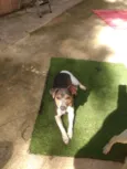 Bibi