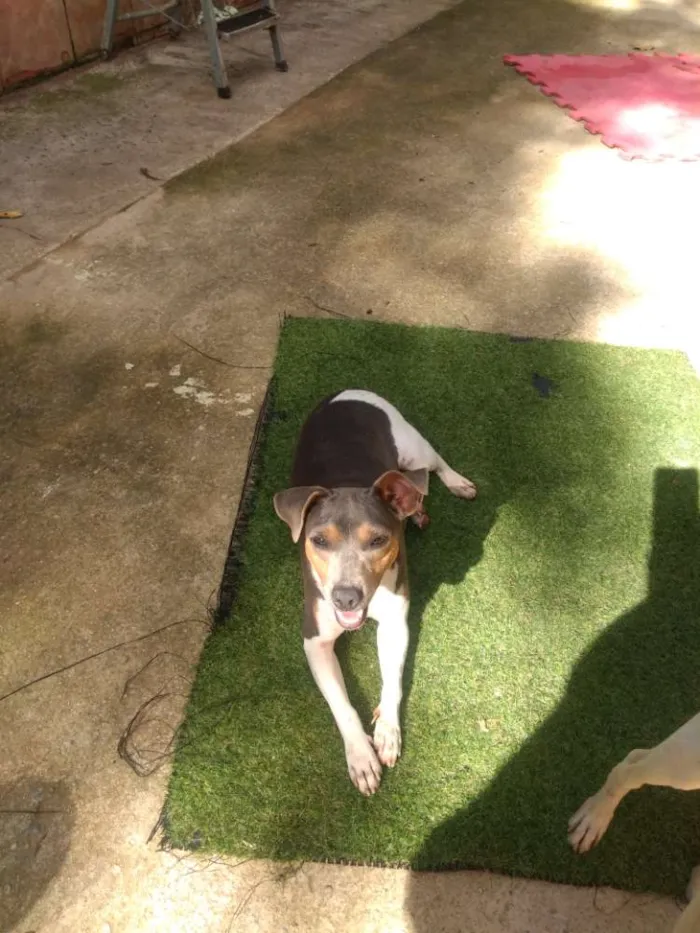 Cachorro ra a Fox paulistinha idade 1 ano nome Bibi