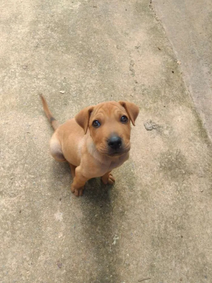 Cachorro ra a Sharpei idade 2 a 6 meses nome Bidu