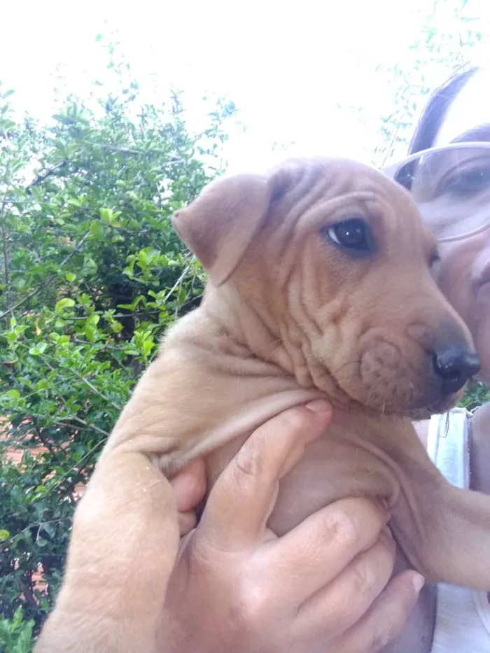 Cachorro ra a Sharpei idade 2 a 6 meses nome Bidu