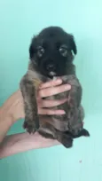 Cachorro raça SRD idade Abaixo de 2 meses nome Mel